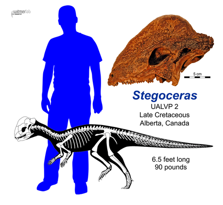 Stegoceras