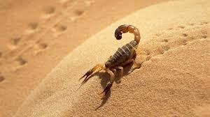 Le scorpion