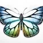 image de papillon