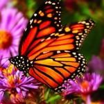 image de papillon