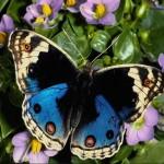 image de papillon