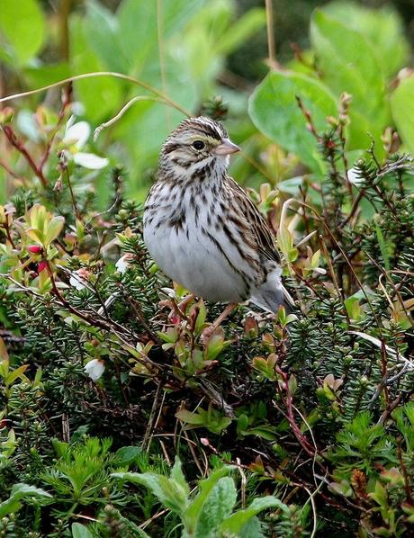 800px-Passerculus_sandwichensis