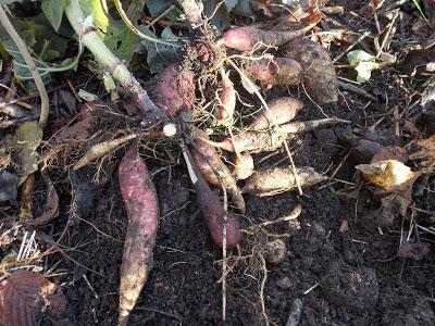 Récolte des poires de terre (Yacon)