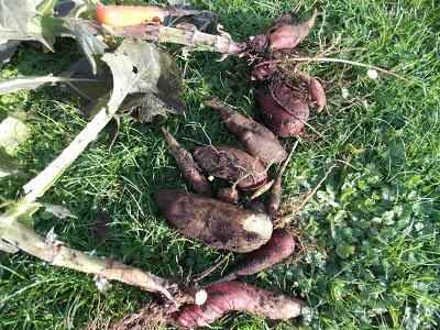 Récolte des poires de terre (Yacon)