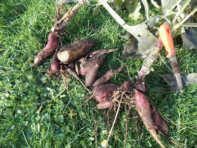 Récolte des poires de terre (Yacon)