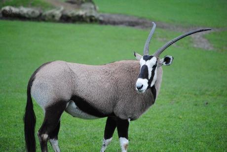 (4) L'oryx.