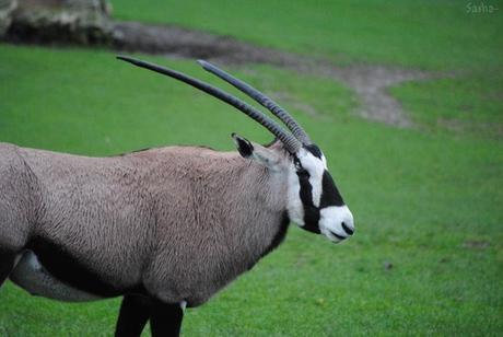 (5) L'oryx.