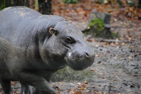 (1) L'hippopotame pygmée, ou nain.