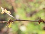 Hamamelis, premières fleurs