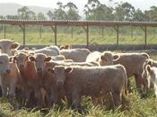 SCIENCES NATURE Recrudescence maladies animales sous l’effet changement climatique