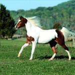 image de chevaux