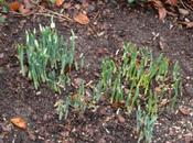 Galanthus elwesii var. monostictus