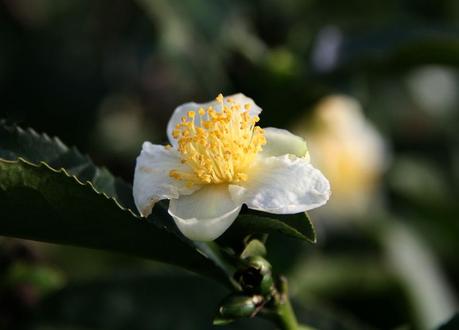 Tea blossom
