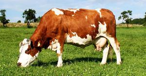 Nos fermes vont devenir de plus en plus high-tech et vertes