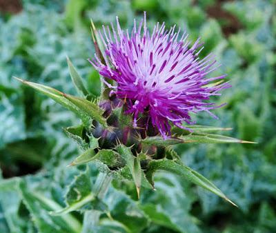 Chardon-Marie (Silybum marianum)