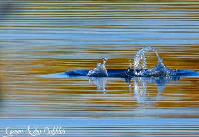 La Foulque ou l'art de bien plonger !