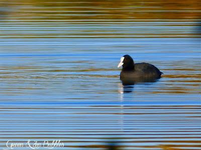 La Foulque ou l'art de bien plonger !