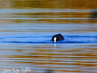 La Foulque ou l'art de bien plonger !