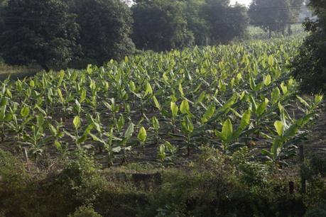 Crédit : bananes par Shutterstock