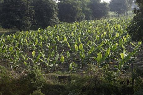 Crédit : bananes par Shutterstock