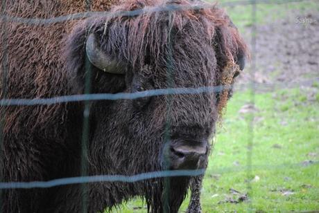 (6) Le bison.