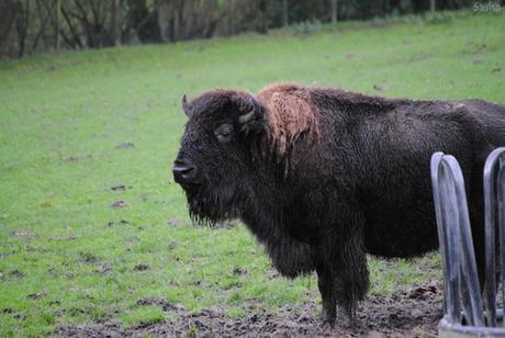 (5) Le bison.