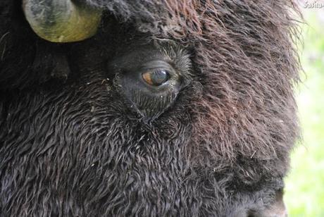 (7) Le bison.