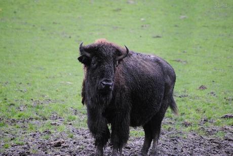 (9) Le bison.