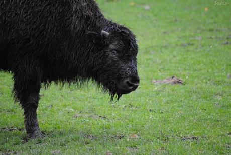 (2) Le bison.