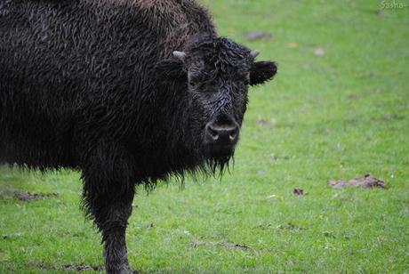 (3) Le bison.