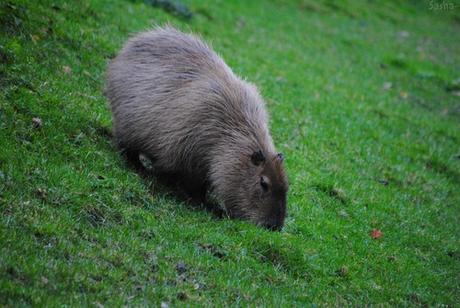 (3) Le capybara.