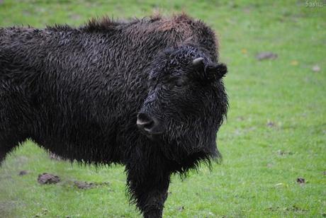 (4) Le bison.