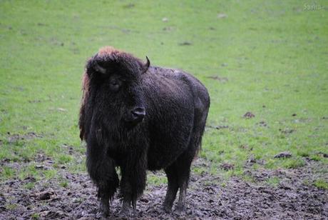 (8) Le bison.