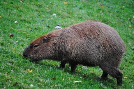 (2) Le capybara.