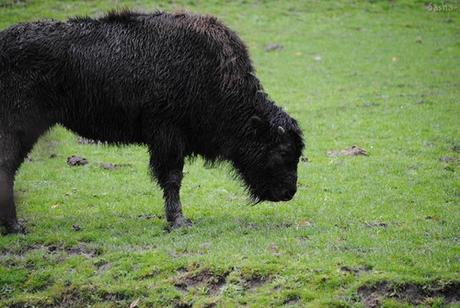 (1) Le bison.