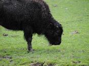 cerza /5/} animaux Américains.