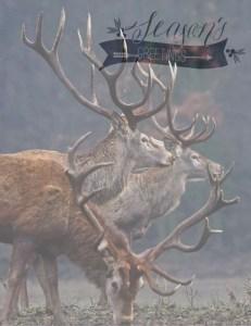 Le bois de cerf – on a testé ce drôle de jouet pour chien