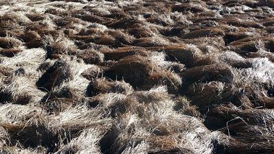 Belles promenades bavaroises: le Geroldsee en hiver (décembre 2015)