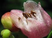fruits sont plus remarquables fleurs