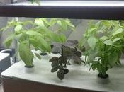 Culteev, cultiver plantes aromatiques mode connecté