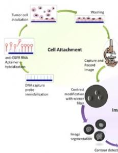 CANCER: Le détecter par aptamères en quantifiant la motilité cellulaire – Technology