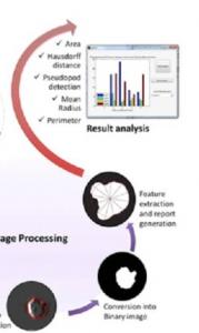 CANCER: Le détecter par aptamères en quantifiant la motilité cellulaire – Technology