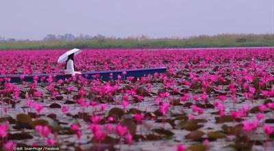 Issan, Le lac aux lotus rose  magnifié (vidéo)