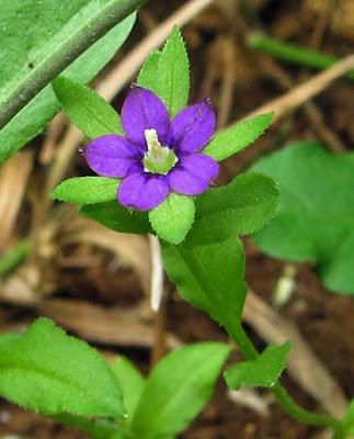 Messicole aujourd'hui très rare