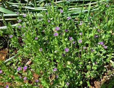 Messicole aujourd'hui très rare