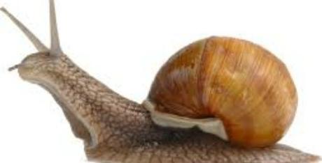 escargot.pic