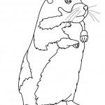 dessin de hamster