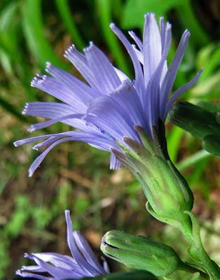 Une autre Laitue vosgienne