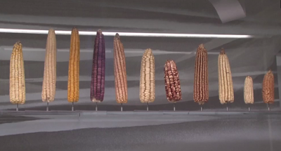 La biodiversité en danger : l'exemple du Maïs