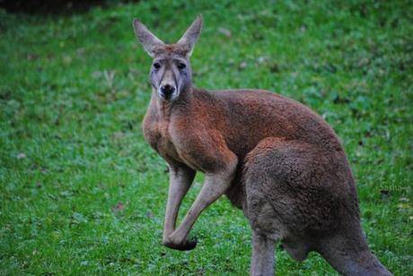 (2) Le kangourou roux.
